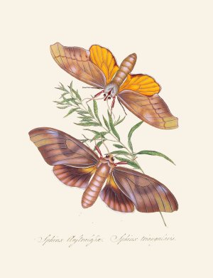 An epitome of the natural history of the insects of New Holland, New Zealand Pl.32 by Edward Donovan Oil Painting