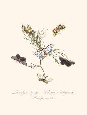 An epitome of the natural history of the insects of New Holland, New Zealand Pl.33 by Edward Donovan Oil Painting