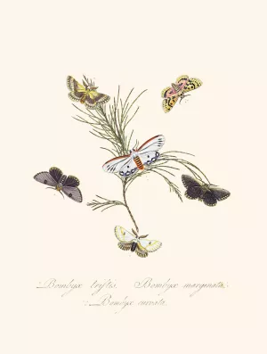 An epitome of the natural history of the insects of New Holland, New Zealand Pl.33 by Edward Donovan Oil Painting