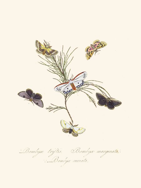An epitome of the natural history of the insects of New Holland, New Zealand Pl.33  by Edward Donovan - Hand-Painted Oil Painting Reproduction