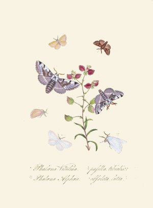 An epitome of the natural history of the insects of New Holland, New Zealand Pl.34 by Edward Donovan Oil Painting