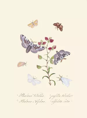 An epitome of the natural history of the insects of New Holland, New Zealand Pl.34 by Edward Donovan Oil Painting