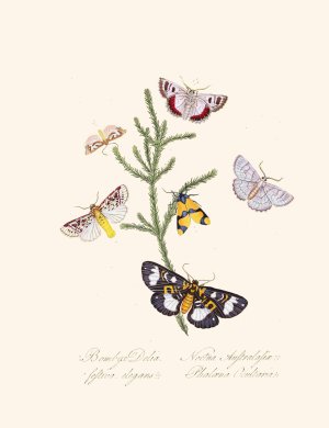 An epitome of the natural history of the insects of New Holland, New Zealand Pl.35 by Edward Donovan Oil Painting