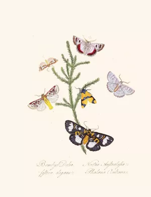 An epitome of the natural history of the insects of New Holland, New Zealand Pl.35 by Edward Donovan Oil Painting