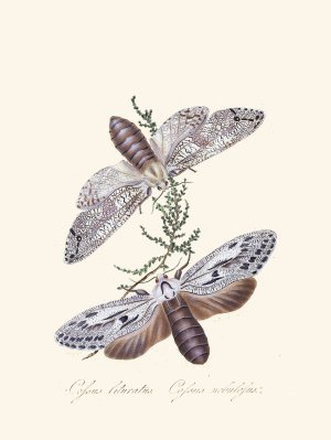 An epitome of the natural history of the insects of New Holland, New Zealand Pl.36 by Edward Donovan Oil Painting