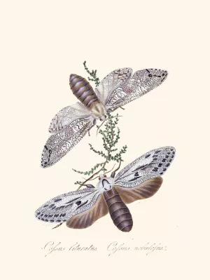 An epitome of the natural history of the insects of New Holland, New Zealand Pl.36 by Edward Donovan Oil Painting