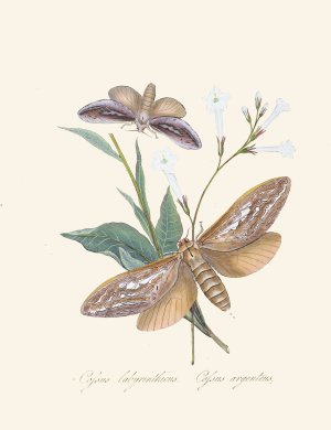 An epitome of the natural history of the insects of New Holland, New Zealand Pl.37 by Edward Donovan Oil Painting