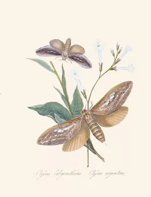 An epitome of the natural history of the insects of New Holland, New Zealand Pl.37 by Edward Donovan Oil Painting