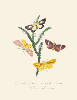 An epitome of the natural history of the insects of New Holland, New Zealand Pl.38 by Edward Donovan Oil Painting