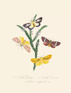 An epitome of the natural history of the insects of New Holland, New Zealand Pl.38 by Edward Donovan Oil Painting
