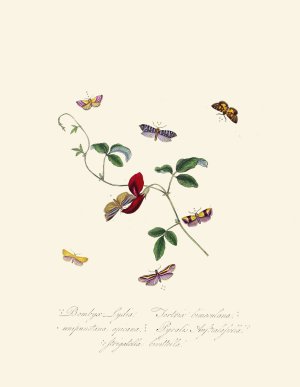 An epitome of the natural history of the insects of New Holland, New Zealand Pl.39 by Edward Donovan Oil Painting