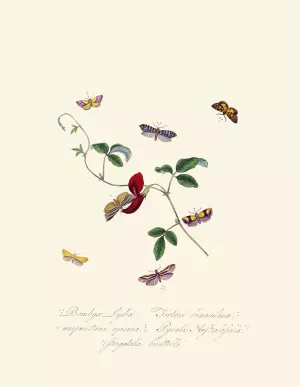 An epitome of the natural history of the insects of New Holland, New Zealand Pl.39 by Edward Donovan Oil Painting