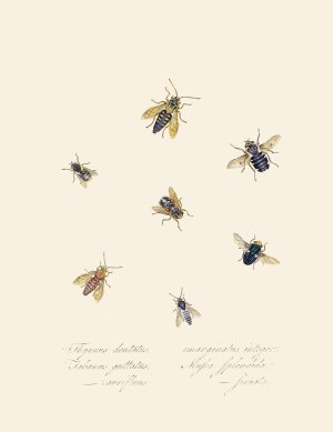 An epitome of the natural history of the insects of New Holland, New Zealand Pl.40 by Edward Donovan Oil Painting