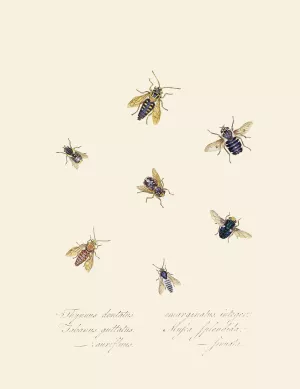 An epitome of the natural history of the insects of New Holland, New Zealand Pl.40 by Edward Donovan Oil Painting