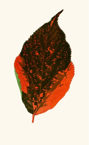 Acalypha Tricolor by Edward Joseph Lowe Oil Painting