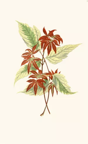 Acer Negundo by Edward Joseph Lowe Oil Painting