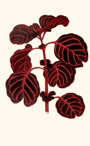 Achyranthes Verschaffeltii by Edward Joseph Lowe Oil Painting