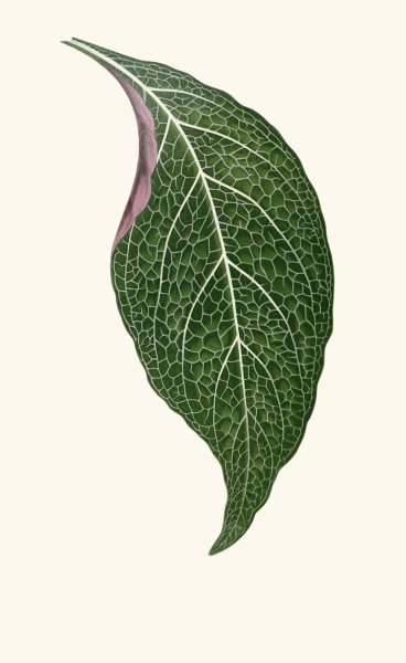 Adelaster Albivenis  by Edward Joseph Lowe - Hand-Painted Oil Painting Reproduction