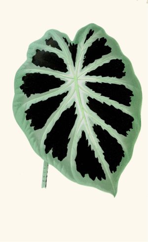 Alocasia Jenningsii Oil painting by Edward Joseph Lowe