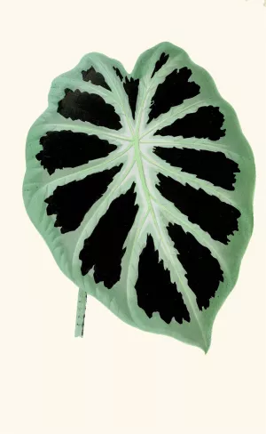 Alocasia Jenningsii by Edward Joseph Lowe Oil Painting