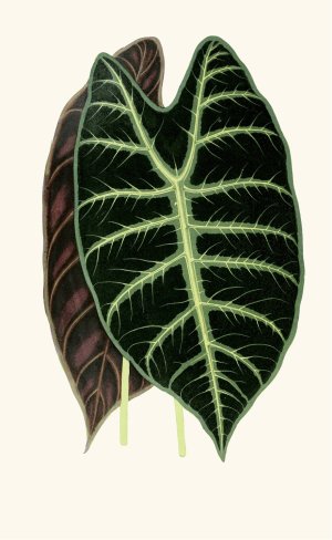 Alocasia Lowii Oil painting by Edward Joseph Lowe