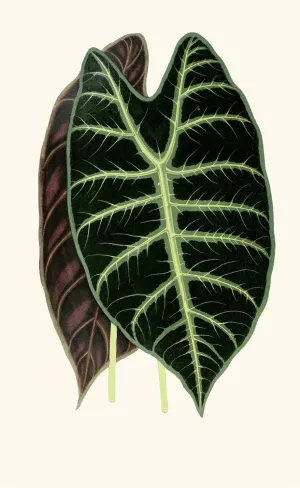 Alocasia Lowii by Edward Joseph Lowe Oil Painting