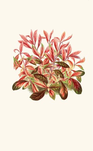 Alternanthera Sessilis Oil painting by Edward Joseph Lowe