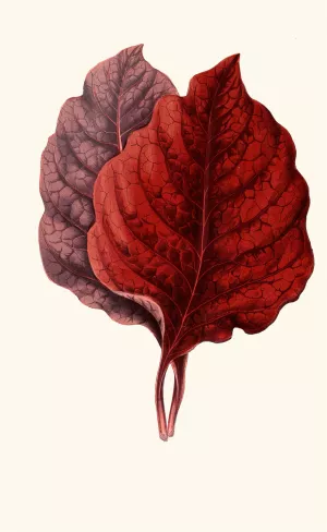 Amarantus Melancholicus by Edward Joseph Lowe Oil Painting