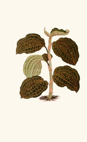 Anoectochilus Setaceus by Edward Joseph Lowe Oil Painting