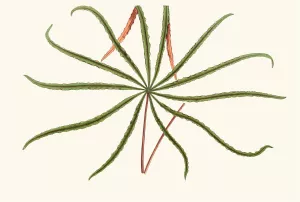 Aralia Veitchii by Edward Joseph Lowe Oil Painting