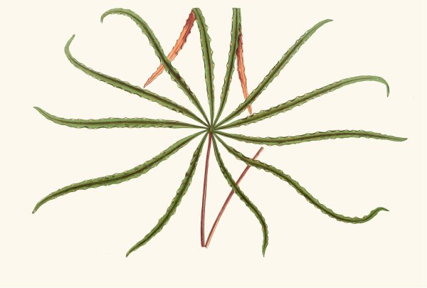 Aralia Veitchii  by Edward Joseph Lowe - Hand-Painted Oil Painting Reproduction