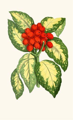 Aucuba Japonica Oil painting by Edward Joseph Lowe