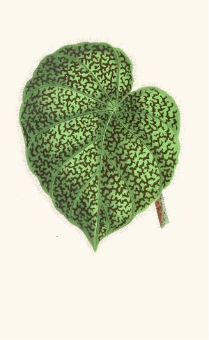 Begonia Daedalea by Edward Joseph Lowe Oil Painting