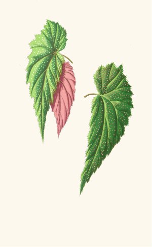 Begonia Falcifolia by Edward Joseph Lowe Oil Painting