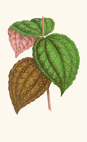 Bertolonia Guttata Oil painting by Edward Joseph Lowe