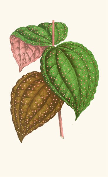 Bertolonia Guttata  by Edward Joseph Lowe - Hand-Painted Oil Painting Reproduction