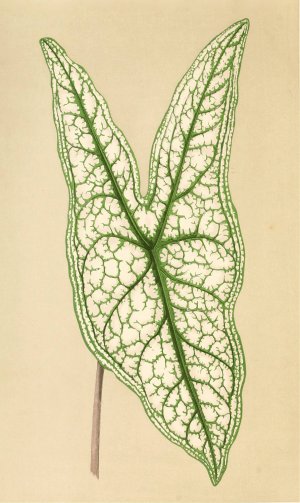 Caladium Belleymii Oil painting by Edward Joseph Lowe