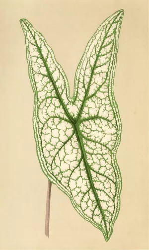 Caladium Belleymii by Edward Joseph Lowe Oil Painting