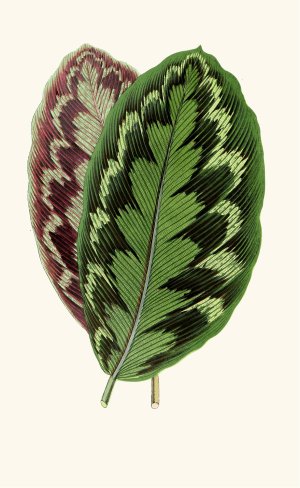 Calathea Veitchiana by Edward Joseph Lowe Oil Painting