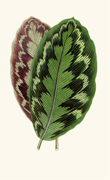 Calathea Veitchiana  by Edward Joseph Lowe - Hand-Painted Oil Painting Reproduction