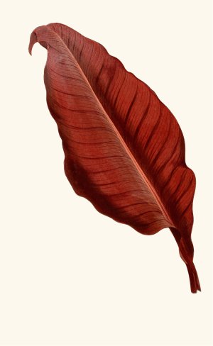 Canna Atronigricans Oil painting by Edward Joseph Lowe