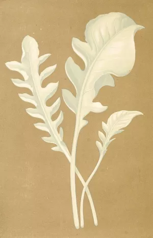 Centaurea Candidissima by Edward Joseph Lowe Oil Painting