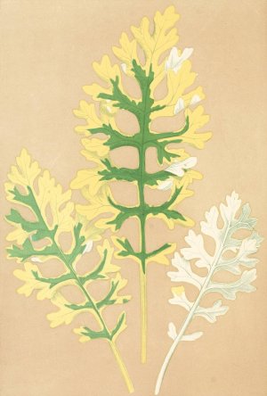 Cineraria Maritima Fairbairnianum Oil painting by Edward Joseph Lowe