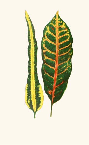 Codiaeum Irregulare,Codiaeum Hillianum Oil painting by Edward Joseph Lowe