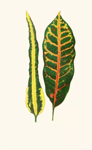 Codiaeum Irregulare,Codiaeum Hillianum by Edward Joseph Lowe Oil Painting
