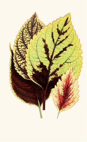 Coleus Blumei by Edward Joseph Lowe Oil Painting