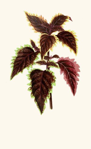 Coleus Verschaffelt by Edward Joseph Lowe Oil Painting