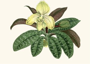 Cypripedium Concolor by Edward Joseph Lowe Oil Painting