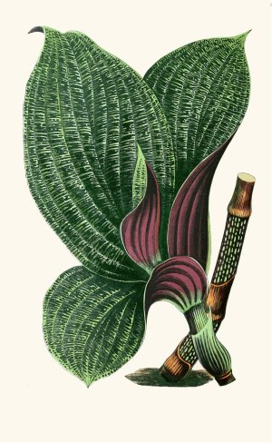 Dichorisandra Mosaica Oil painting by Edward Joseph Lowe