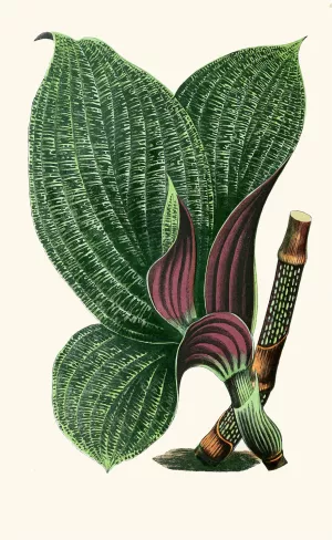Dichorisandra Mosaica Oil painting by Edward Joseph Lowe